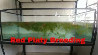 Red platy fish breeding tank | Aquarium fish with live plant | 3 feet aquarium | Bengal Beauty