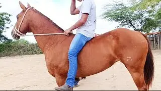 Feira de cavalo de Altinho, lindos cavalos, potra Paint hose, &eacute;gua mangalarga #cavalo 