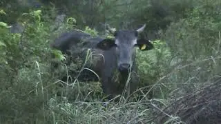 LAS VACAS SALEN A PASTAR MUY TEMPRANO POR LA MAÑANA 24 07 25