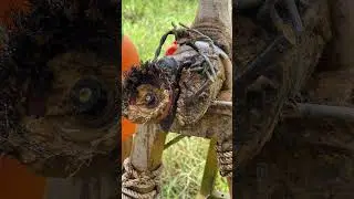 Step-by-step cow hoof care and cleaning process &mdash; gentle washing, trimming, and treatment