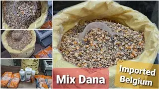 Pigeons Feed and Add Versele-Laga Vita in Pigeons Feed. Bianco Loft powder 4 drying lofts in Winter.