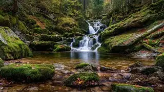 Perfect Sooth Forest Sounds Early Morning 🪻 Gentle River Sound and Birdsong, Turquoise River Stream