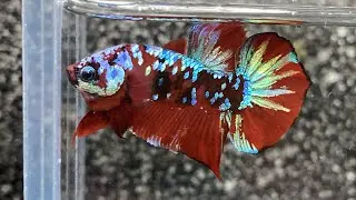 Betta Koi Red Galaxy - CƯỜNG BETTA