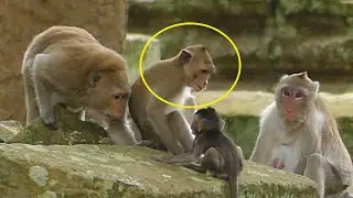 MG! Shockinge JANA Monkey Do Not Move When DUCH Coming Behind& Try To Capture JAZZY But Still Happen