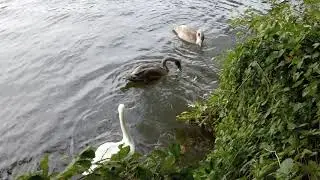 Out and About on the River