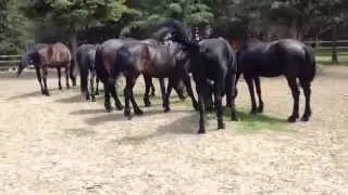 Friesian cross horses at Cripple Creek Horse Ranch