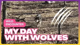 MY TOUR OF THE ENDANGERED WOLF CENTER | Eureka, MO Vlog #2