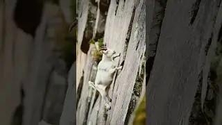 Climbing Ultimate Mastery: The Fearless Mountain Goat #wildlife