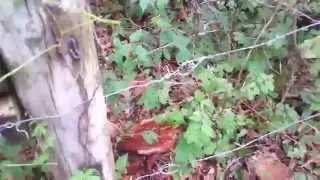 Mending Fences