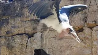 Marabou stork at Disneys animal kingdom bird show
