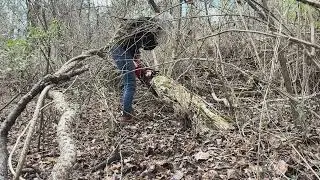 Я нашла на земле огромный красный кедр 💕
