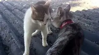 The Most insane Cat Fights of 2024 - cat fight compilation