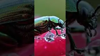 Coleoptera &ndash; Beetles & Weevils (e.g. ladybugs, fireflies, dung beetles, weevils) &ndash; The largest order