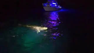 Waimanu Sighting - Hawaiian Monk Seal - Big Island