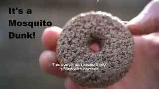 Mosquitos Suck. Here's How to Make Your Own Mosquito Trap
