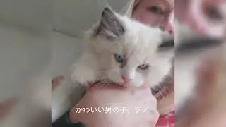 小さなラグドール子猫の成長記録｜新しいおうちまでの旅