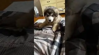He&rsquo;s all grown up 🥹 #alaskanmalamute #malamute #dog #bigdog #cute #pets #shorts