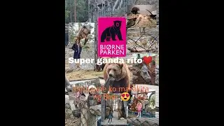Bear park in Norway - Bj&oslash;rnepark amazing getaway