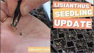 Lisianthus update Jan 27 2026. We started saved and pelleted seeds. How to grow and transplant