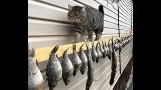 🐕 Смешное видео с животными! 😺 Вы будете смеяться! 🐱