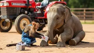 Monkey SaSa Farmer Helps Injured Elephant | SaSa Monkey Tales