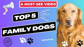 A Must-See Video: Top 5 Family Dogs