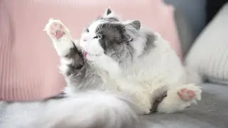Peaceful Cat Video to De-Stress