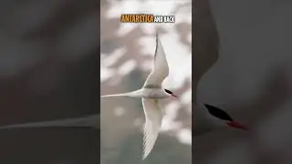 The Incredible Migration of the Arctic Tern #wildlife #migration #animalkingdom #alaska #arctictern