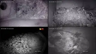LIVE birds and bee cams at Lackford Lakes
