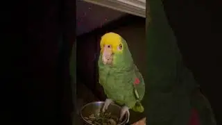 Play that Funky Music