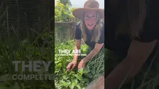 Stop Growing Strawberries by Themselves 🍓 You Will Get So Many More Berries with Onions! #gardening