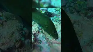 Grouper Visits Cleaning Station