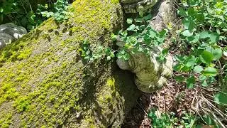 Hubiak pospolity. Fomes fomentarius. Grzyby nadrzewne. Diagnostyka drzew. Rozkład drewna