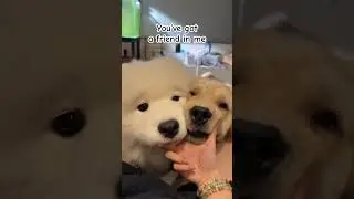 A friend in me #dog #dogs #cutepets #cutedog #puppy #dogshorts #petlover #pet #pets #cuteanimals