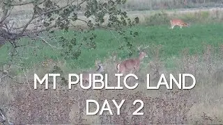 DAY 2 PUBLIC LAND MONTANA DEER - NEW SPOT, NEW BIG BUCK - #WiredToHuntWeekly 58