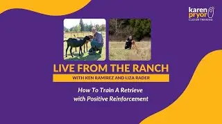 How To Train A Retrieve with Positive Reinforcement