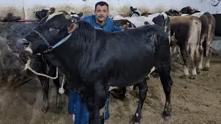 دلوقتي معانا مفاجأة انهاردة سوق كامل في العجول اللحم والقنية براون وسيمنتال بيور أصلي