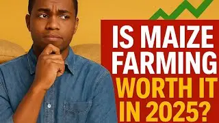 How to Avoid Heavy Losses in Maize Trading &mdash; Ghana&rsquo;s Profit Blueprint 2025