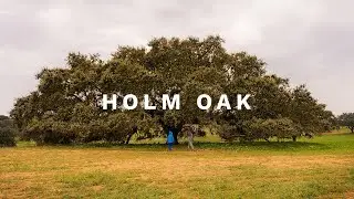 Amazing secular holm oak tree in Alentejo