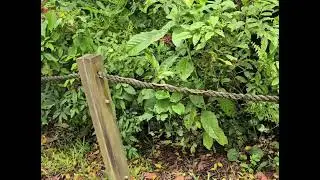 Saw a Painted Bronzeback on the rope and started to video but  frightened off by 2 women...ah!!!