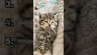 RANKING CUTEST CATS IN HISTORY #cat #cute #animals #funny #kitten #memes #shorts #shortvideo