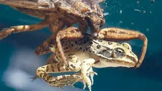 World&rsquo;s Scariest Bug Eats Snakes & Frogs Alive!