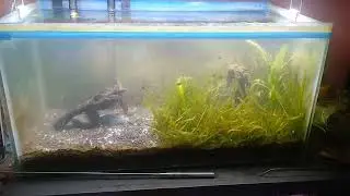 Ember tetra school #exoticaquariumfish #aquarium