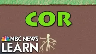 Word Roots: Cor