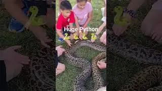 Huge Python kids never scared 🐍🐍🐍 #shorts