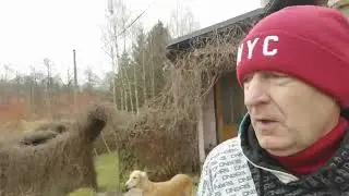 olivovník europea ☀️ video na přání