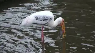 新加坡野生动物_彩鹳 _  Rare Sighting of a Painted Stork at Ulu Pandan/Clementi _ 01mar2024 Singapore 7.01pm