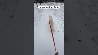 ⛄️❄️ #cold #coldweather #dogs #dogshort #dogwalk #walking #texas  #doglife #texasfreeze #wintervibes