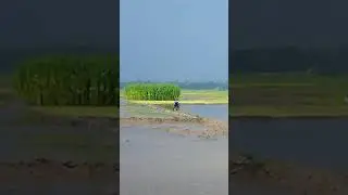 Indian monsoon over rice fields