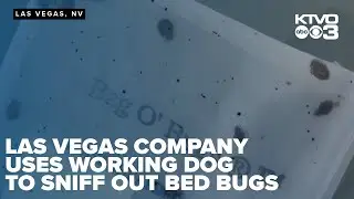 Company in Las Vegas utilizes working dogs to sniff out beg bugs